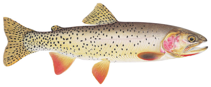 Photo of Cutthroat Trout